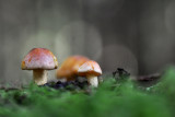 The mushroom hunt