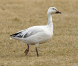 Snow Goose 3577