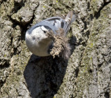 White-breasted Nuthatch with nesting material 3951