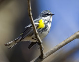 Yellow-rumped Warbler 4046