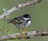 Blackpoll Warbler 4575