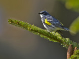 Yellow-rumpeed Warbler 4615