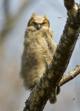 Great-horned Owlet 5568