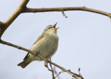 Tennessee Warbler singing 5768
