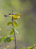 Blue-winged Warbler 6147