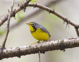 Canada Warbler 6200