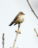 Vermillion Flycatcher female 0019