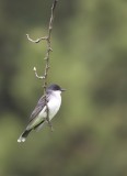 Eastern Kingbird 229