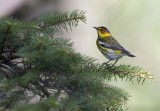 Cape May Warbler