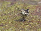 Northern Waterthrush