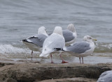 Glaucous center surrounded by Herring