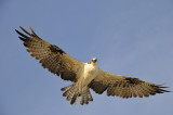 Osprey with Attitude