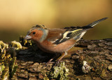 Vink 4
