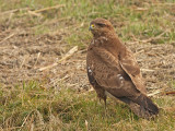 Buizerd 21