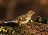 Vink 6