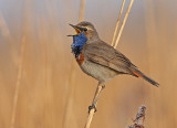 Blauwborst 6