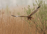 Bruine Kiekendief 3