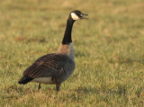 Grote Canadese Gans 1