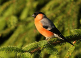 Goudvink 1