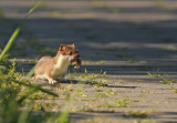 Hermelijn 2