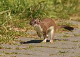 Hermelijn 5
