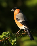 Goudvink 3