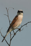 Grauwe Klauwier frontal