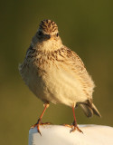 Veldleeuwerik frontal