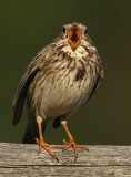 Grauwe Gors frontal