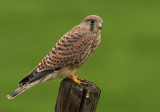 Torenvalk 9