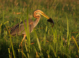 Purperreiger 3