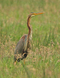 Purperreiger 6