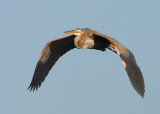 Purperreiger 8