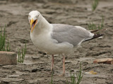 Zilvermeeuw 5