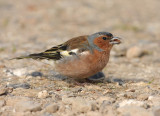 Vink 7