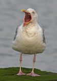 Zilvermeeuw 6
