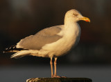 Zilvermeeuw 7