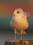 Stormmeeuw 5