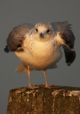 Stormmeeuw frontal