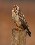 Buizerd 23