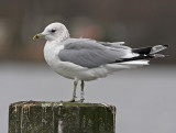 Stormmeeuw 12
