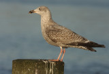 Zilvermeeuw 13