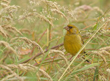 Groenling 5