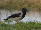 Bonte Kraai 4