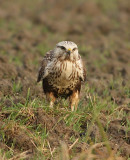 Ruigpootbuizerd frontal