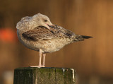 Zilvermeeuw 22