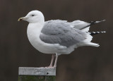 Pontische Meeuw 19