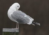 Pontische Meeuw 20