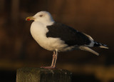 Grote Mantelmeeuw 13