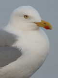 Zilvermeeuw 33